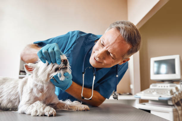 Best Emergency Treatment for Dental Infections or Abscesses in Lower Grand Lagoon, FL